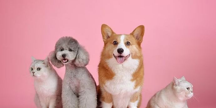 pets