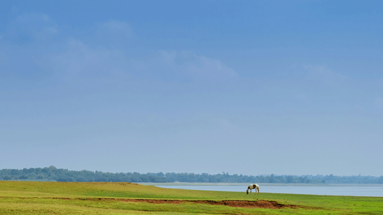 An overview of the Kabini Backwaters with green grass in the foreground, a solitary horse grazing and blue sky in the background.