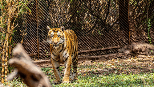 A majestic tiger walking through a grassy outdoor enclosure near a fence.