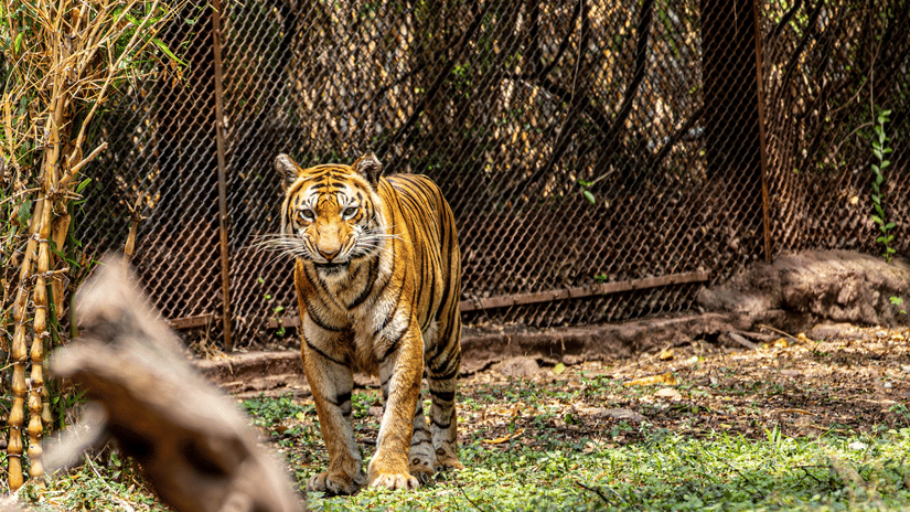 A majestic tiger walking through a grassy outdoor enclosure near a fence.