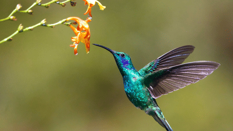 A closeup of a hummingbird getting close to a flower to drink the nectar at Rocklands Bird Sanctuary, Montego Bay.
