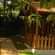 Young Island Resorts - Coorg Coorg Club Room Young Island Resorts Coorg 1