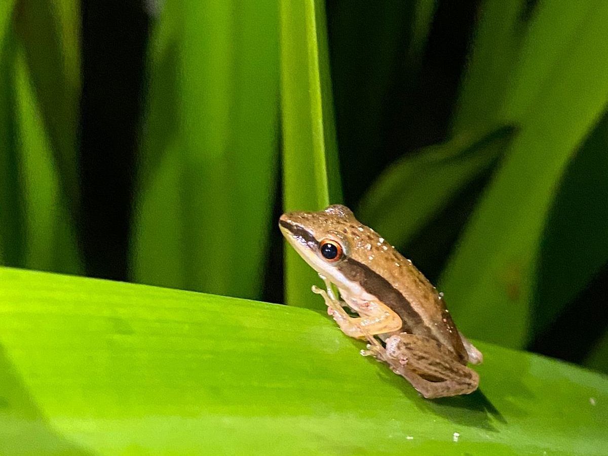Nocturnal Walk