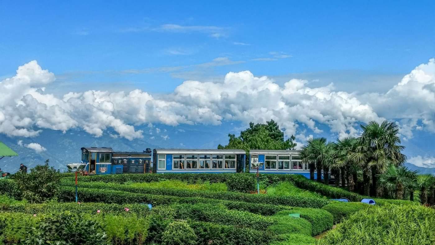 Scenic tea estate with manicured rows of tea bushes and a modern building against a blue-sky backdrop.