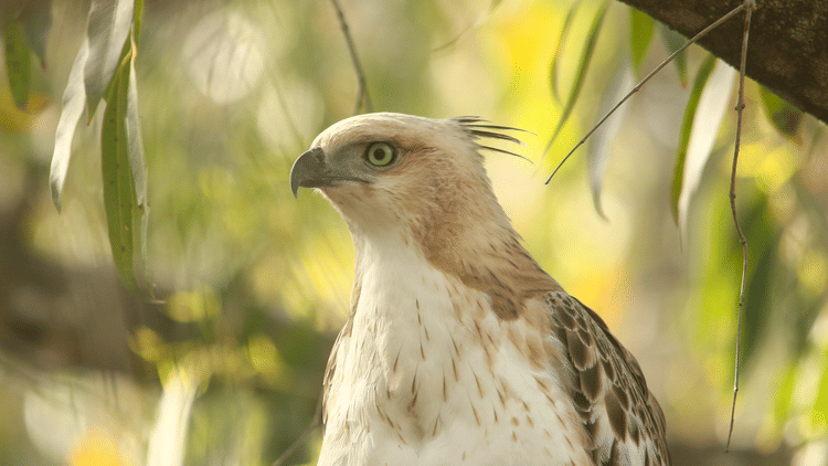 This Month in Wildlife Sightings Feb2022, Aramness 2