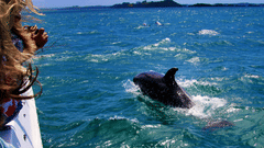 A dolphin leaps from the bright blue sea near a boat, with a distant shoreline visible under a clear sky.