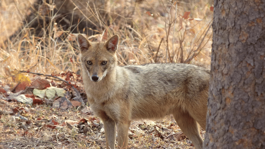 A fox standing behind a tree in Pench National Park | The Riverwood Forest Retreat, Pench