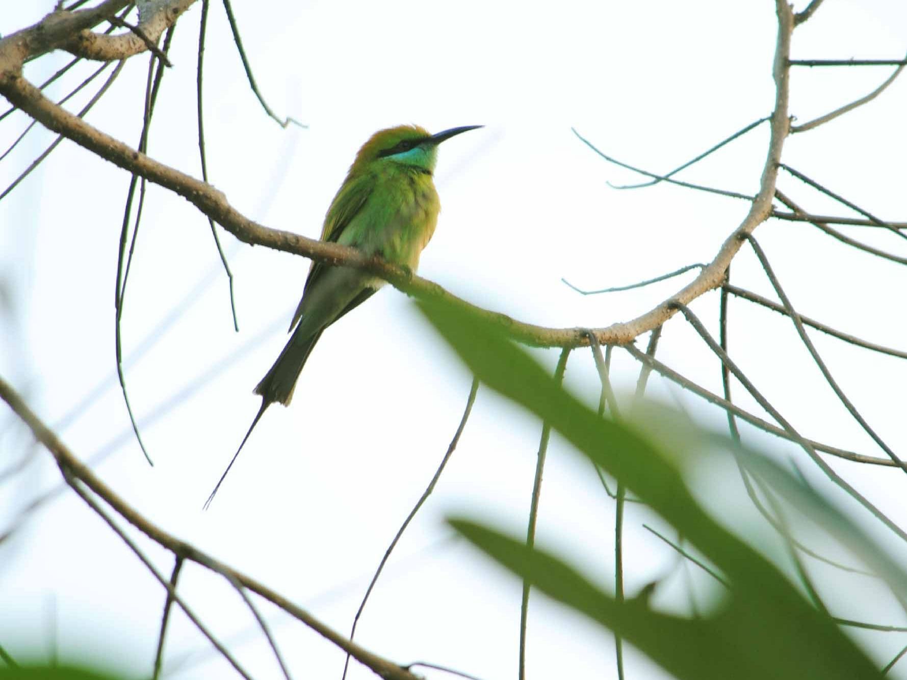 Close-up of a bird perched on a branch in the greenery around Karma Chalets.