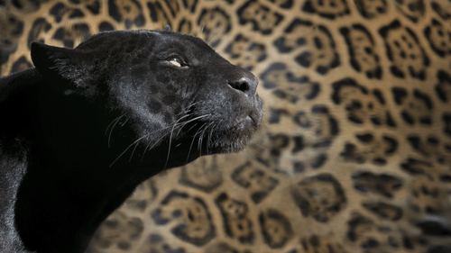 A close up shot of a black panther's face in front of the body of a leopard.