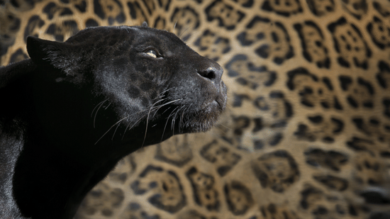 A close up shot of a black panther's face in front of the body of a leopard.