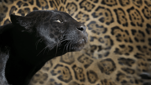 A close up shot of a black panther's face in front of the body of a leopard.