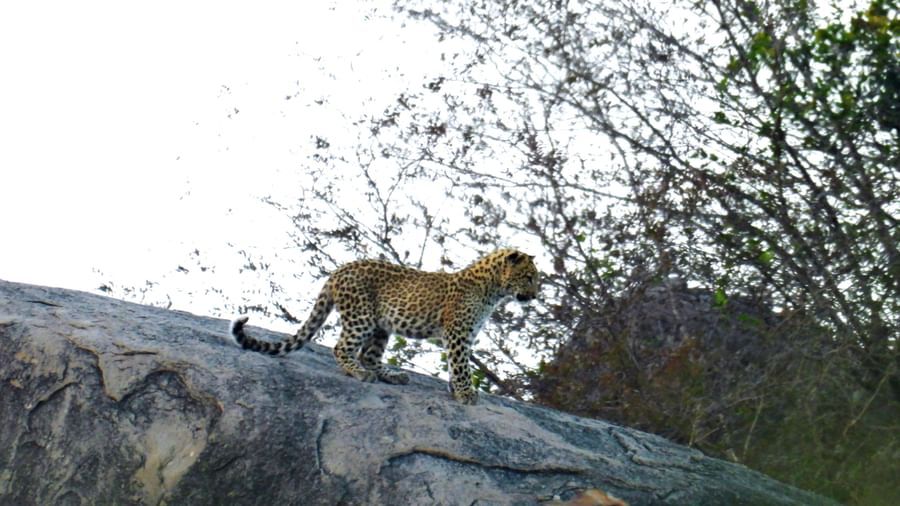 Leapord standing on a rock, facing right, with trees and a blurred background.