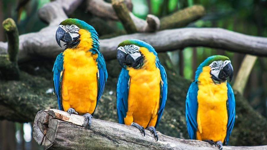 Bunch of colourful parrots sitting on a tree branch