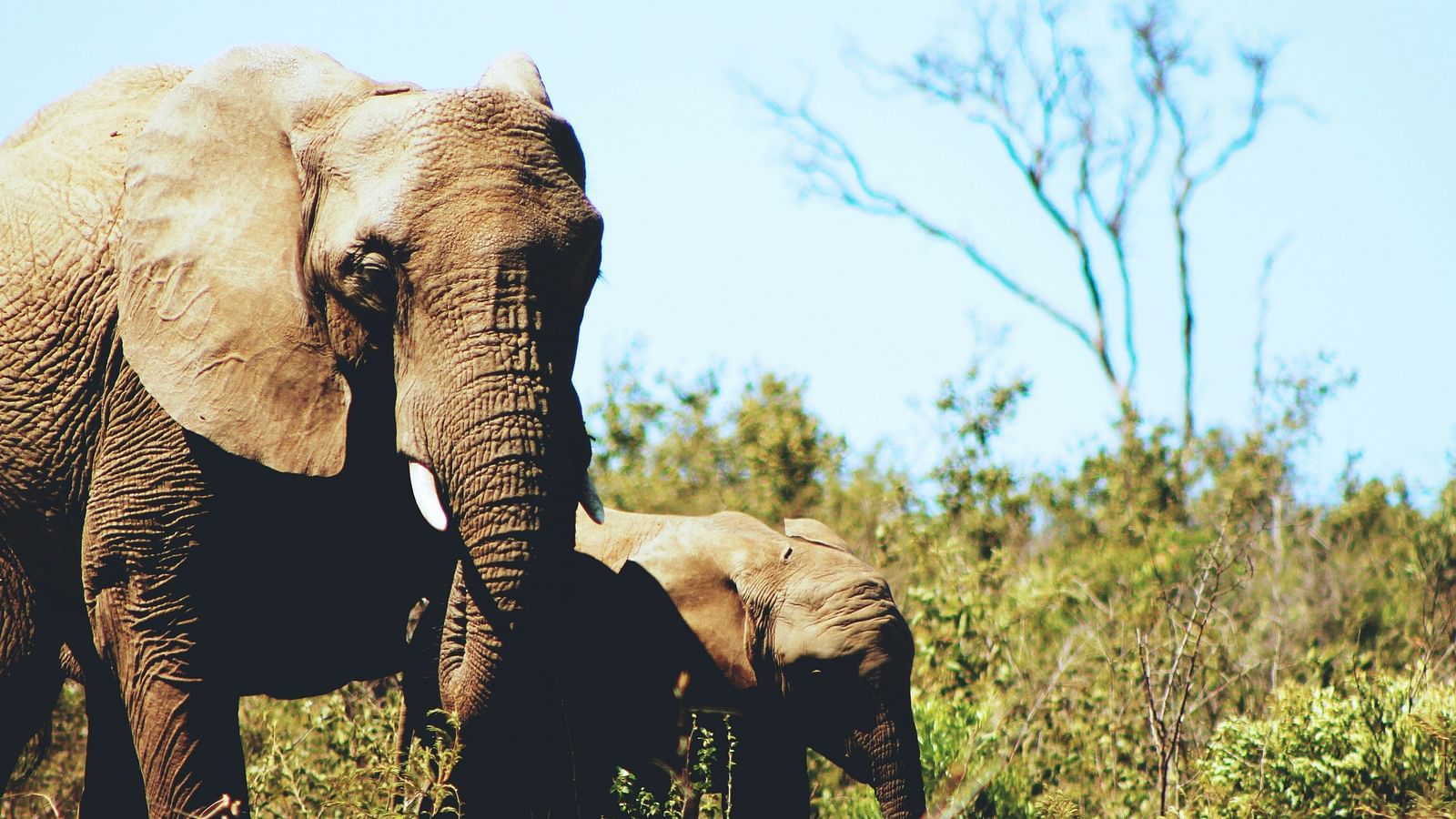 An elephant with its calf in a savannah landscape, with sparse trees and blue sky in the background.