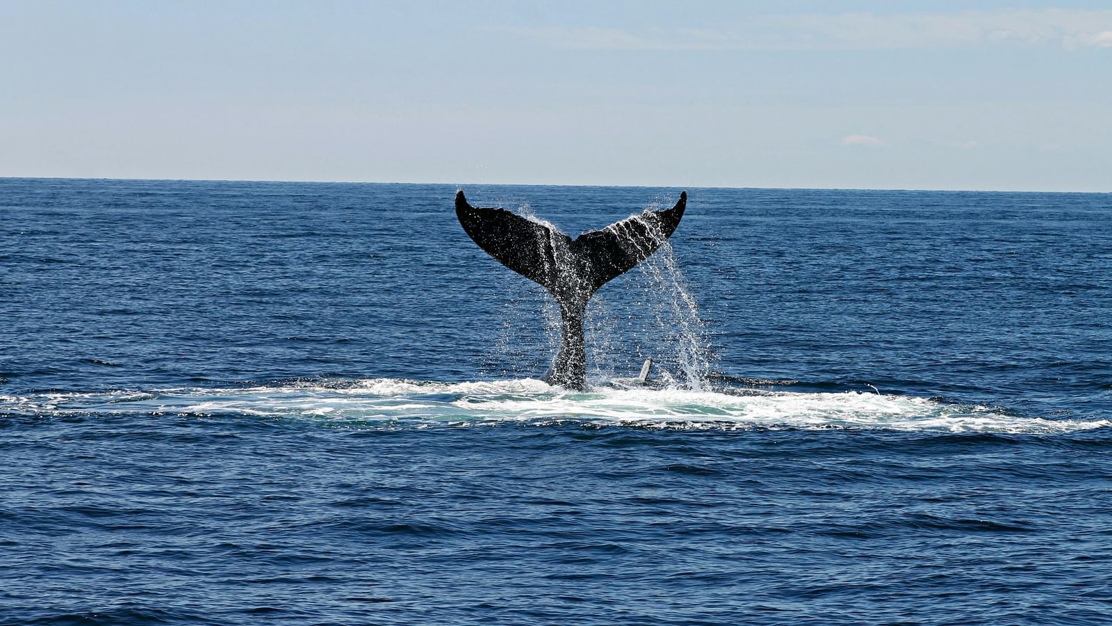 The tail of a Blue Whale plunging back into the ocean.