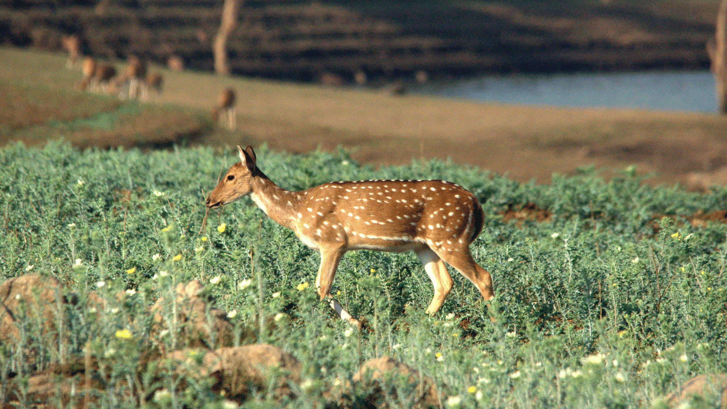 A side view of a deer walking in the field | The Riverwood Forest Retreat, Pench