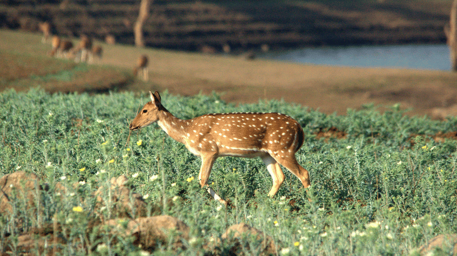 A side view of a deer walking in the field | The Riverwood Forest Retreat, Pench