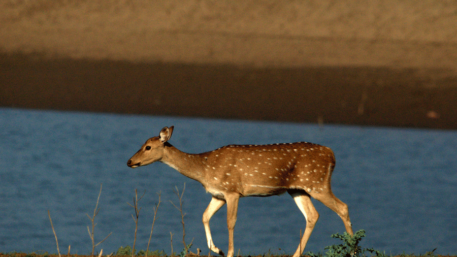 A side view of a deer walking beside a water body