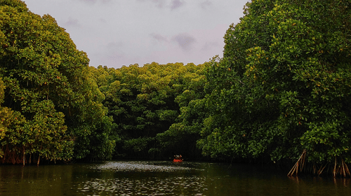 A calm river surrounded by dense greenery, offering a tranquil spot for boat rides and nature exploration.