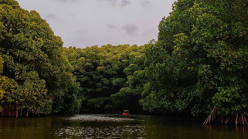 A calm river surrounded by dense greenery, offering a tranquil spot for boat rides and nature exploration.