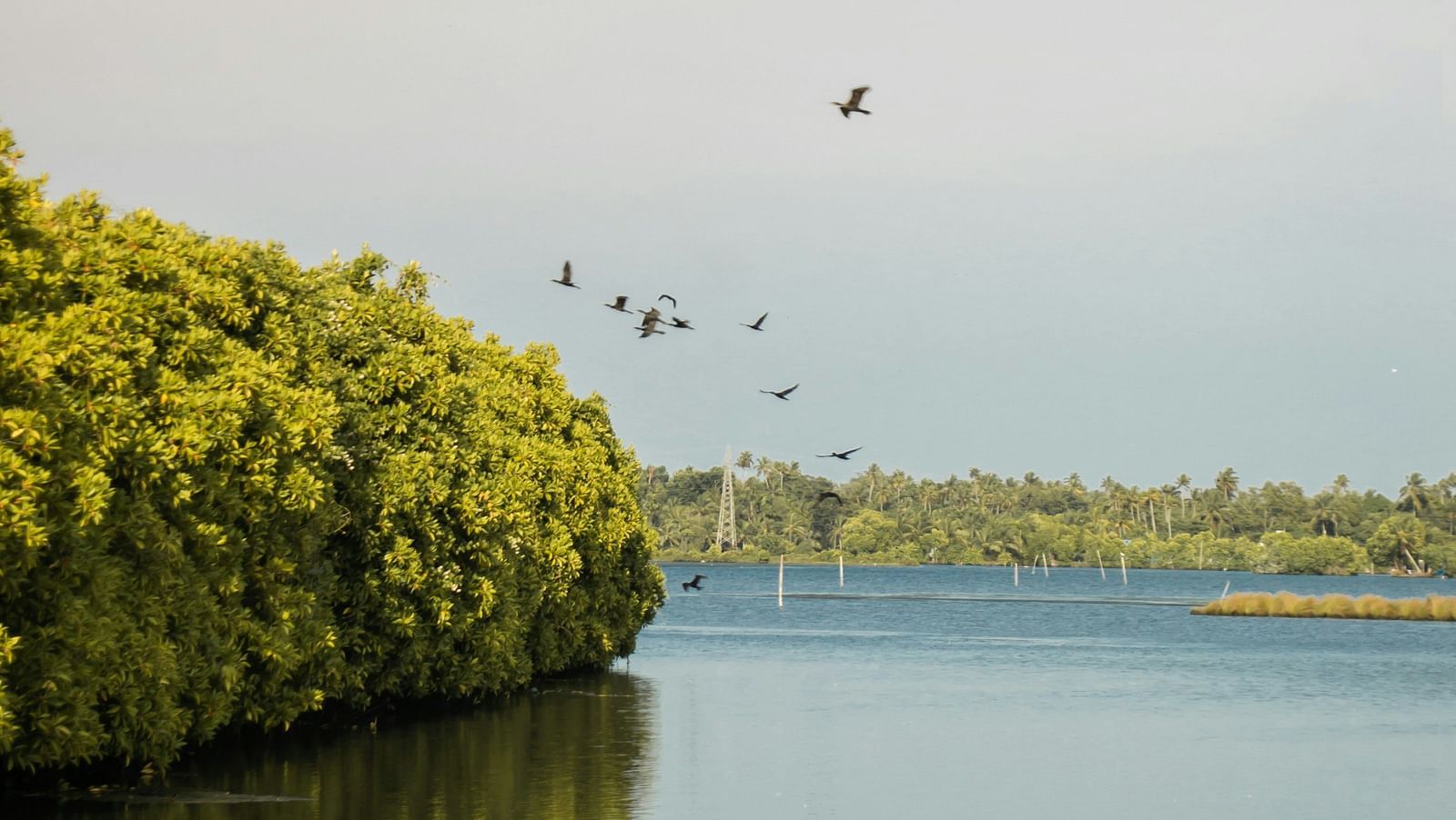 Beach view with plants and small trees near the shore