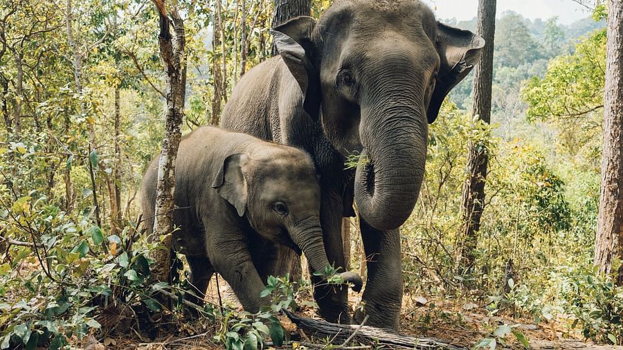 and elephant parent and calf