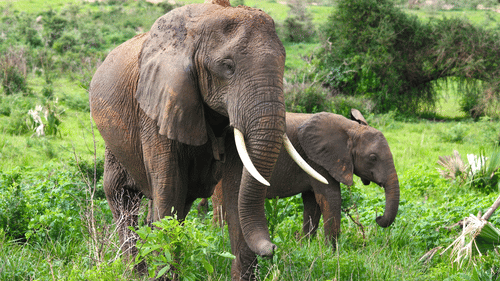 An adult elephant and a smaller elephant calf standing in a grassy field.