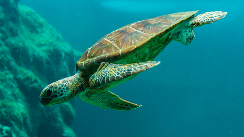 A large sea turtle swims peacefully through clear blue water past a rocky underwater cliff.