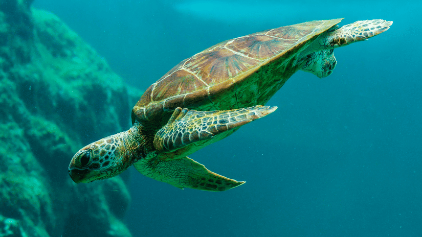A large sea turtle swims peacefully through clear blue water past a rocky underwater cliff.