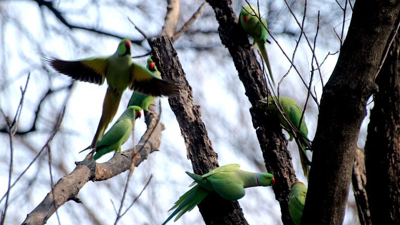 an image of eight green parrots captured during the day sitting on different branches of a tree
