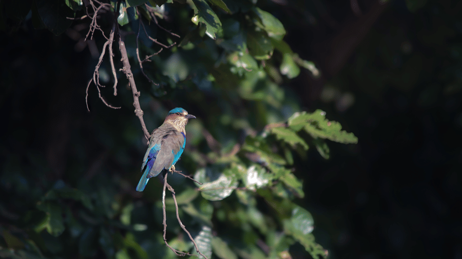 A single Indian Roller bird with vibrant blue plumage perched on a dark, leafy branch, surrounded by dark foliage - Umaria Safari Camp