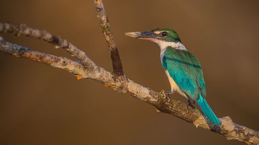 Bird watching in Sunderban tiger camp - 2