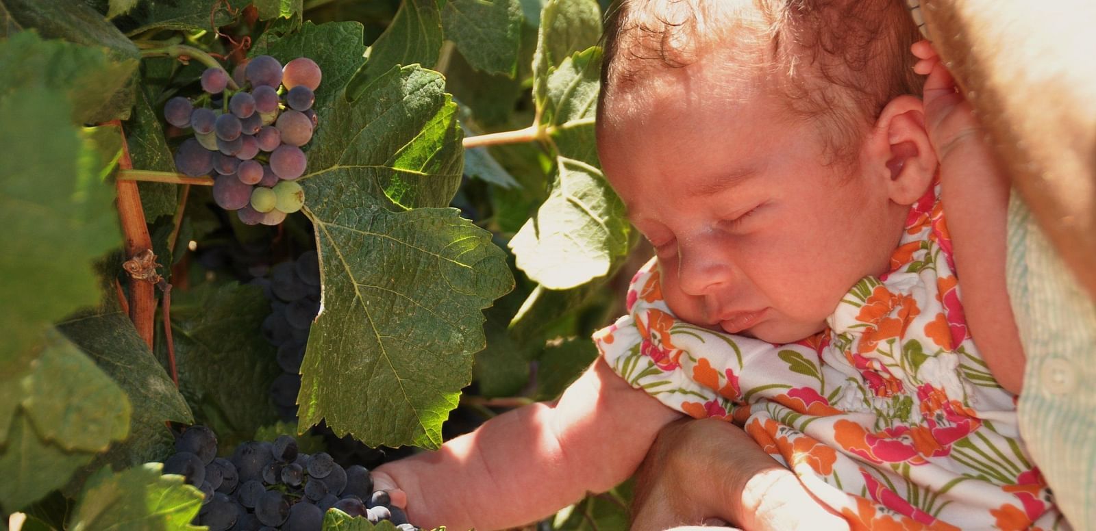 A baby with eyes closed, beside grape wine.