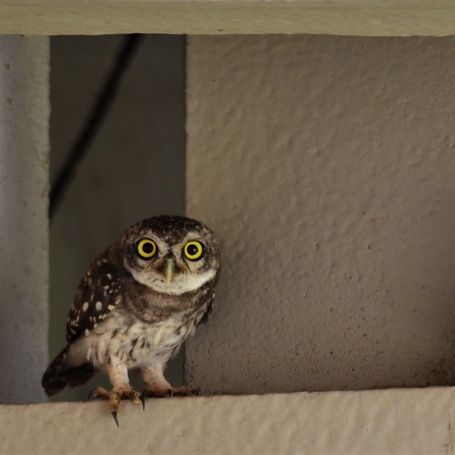 Spotted owlets with yellow eyes perched on a stone ledge.