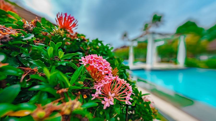 an image of a close up shot of a flower - Rhythm Kumarakom