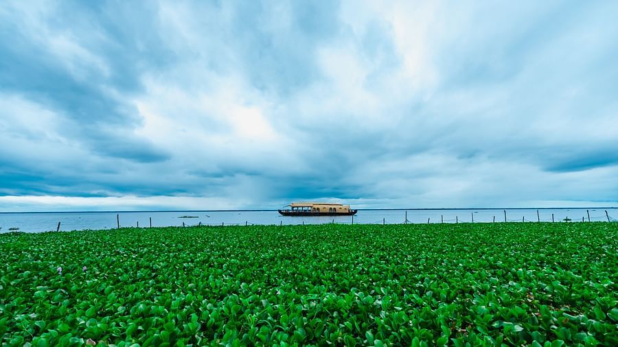 an image of a houseboat moving in the backwater covered by green water plants - Rhythm Kumarakom