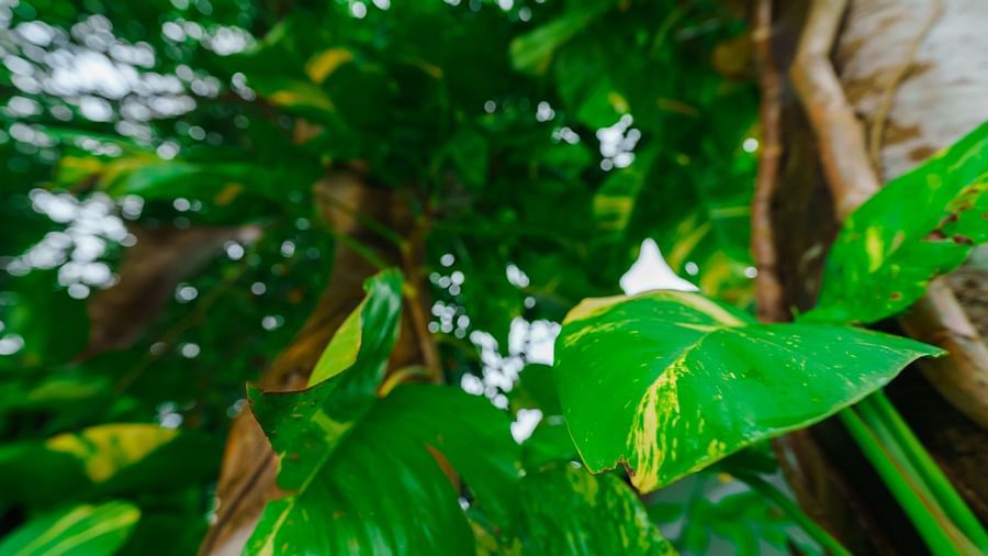 Rhythm Kumarakom - Closeup picture of a leaf with a tree in the background