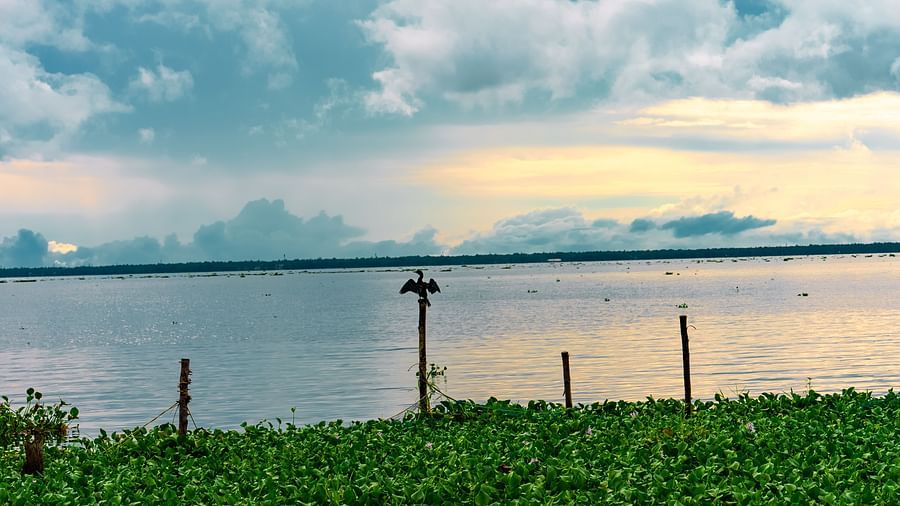 Rhythm Kumarakom - a bird sitting on a piece of wood in front of the river