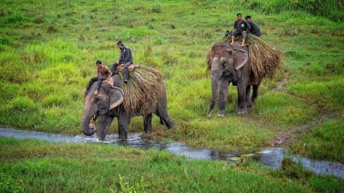 A couple of elephants with riders crossing a narrow stream of water