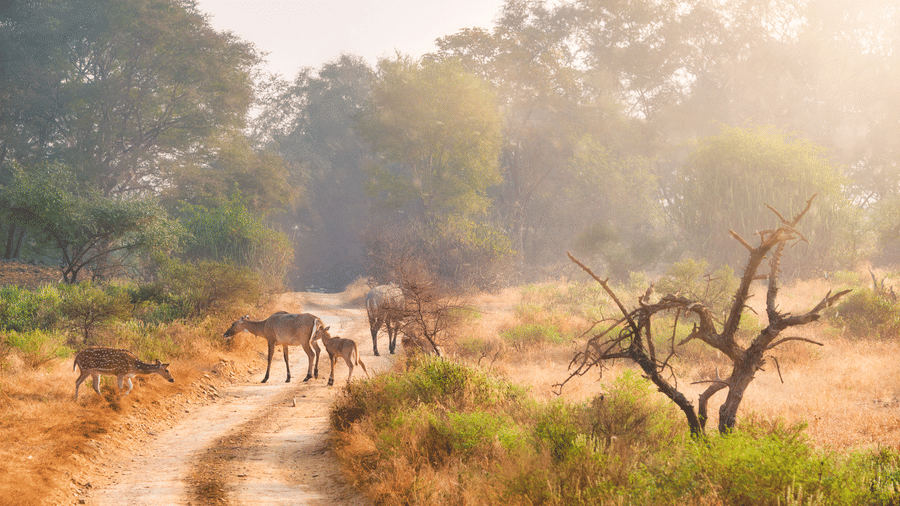 Forest Safari Near Mysore: Explore Bandipur, Nagarahole & Kabini