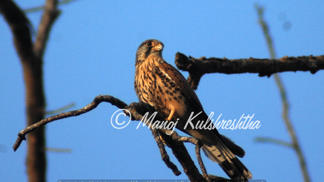 A common kestrel with spotted brown plumage perching on a bare tree branch against a clear blue sky.