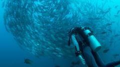 A person snorkelling underwater with fishes around.