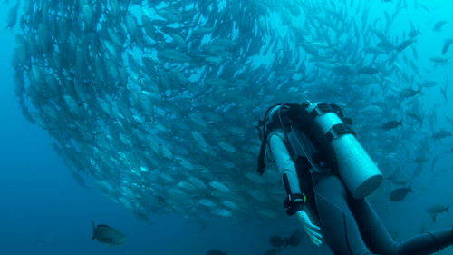 A person snorkelling underwater with fishes around.