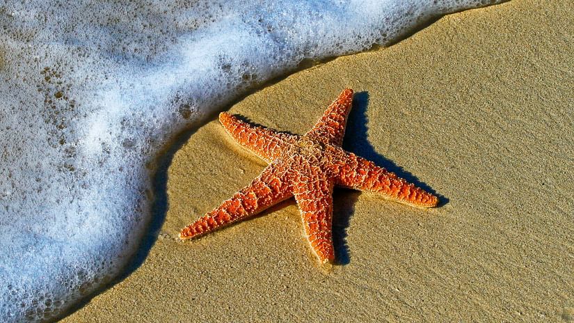 A starfish on the beach with the ocean waves just about to touch its arms.