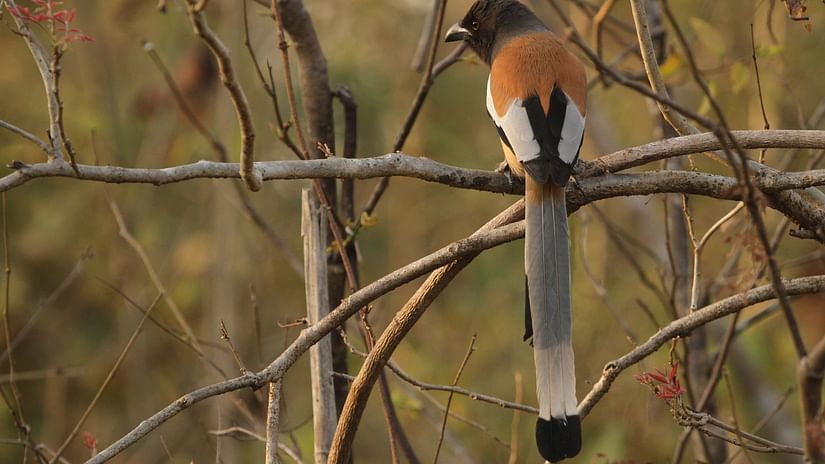 A rufous Treepie perched on a small branch from a tree and looking away - Chunda Shikar Oudi, Udaipur