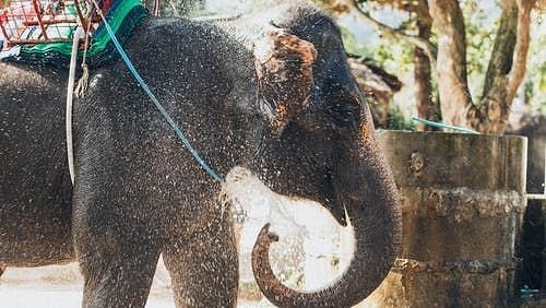 Elephant Safari at Rani Pani Satpura