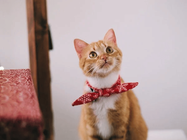A cat with a patterned neck accessory sits attentively on a surface.
