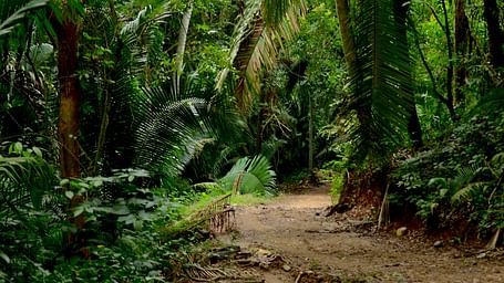 Exotic Wildlife of Havelock Island: A Nature Lover’s Paradise