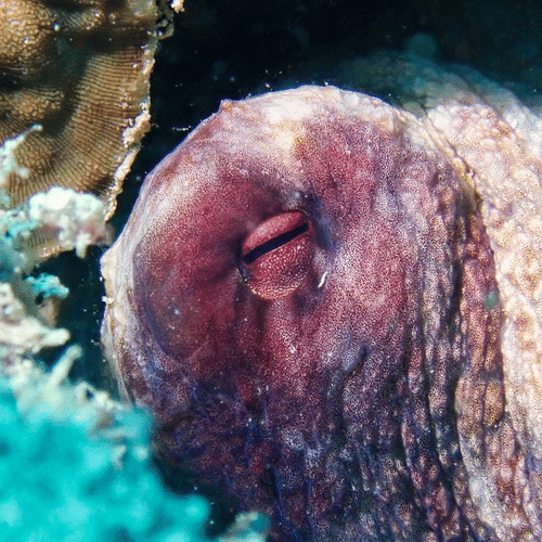Under water creature