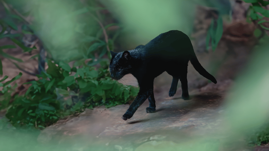 Top Wildlife Sanctuaries with Black Leopard Sightings 